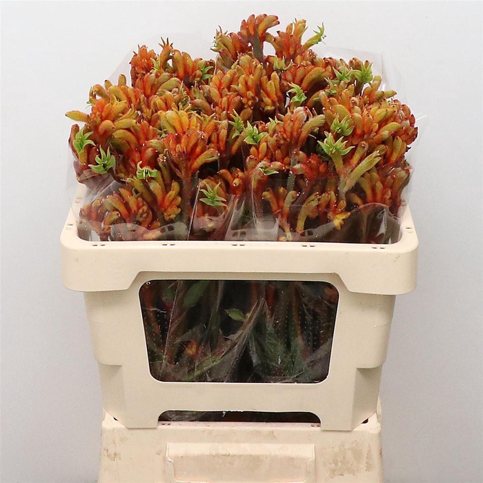 <h4>Anigoz Bush Tango</h4>