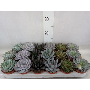 Echeveria   ...mix