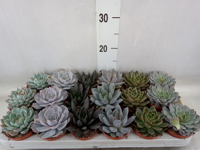 <h4>Echeveria   ...mix</h4>