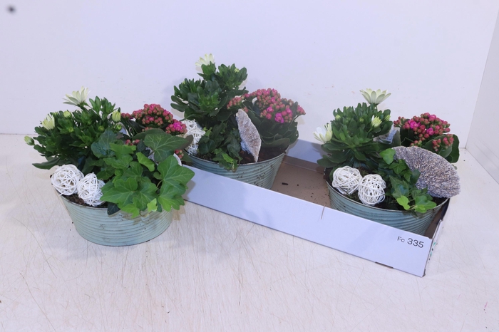 <h4>ARR TUINPLANTEN</h4>