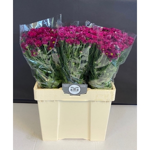 Chr tr Purple Star