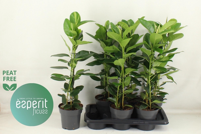 <h4>FIC MI FUJI</h4>