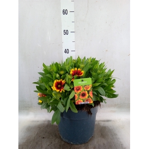 Gaillardia   ...