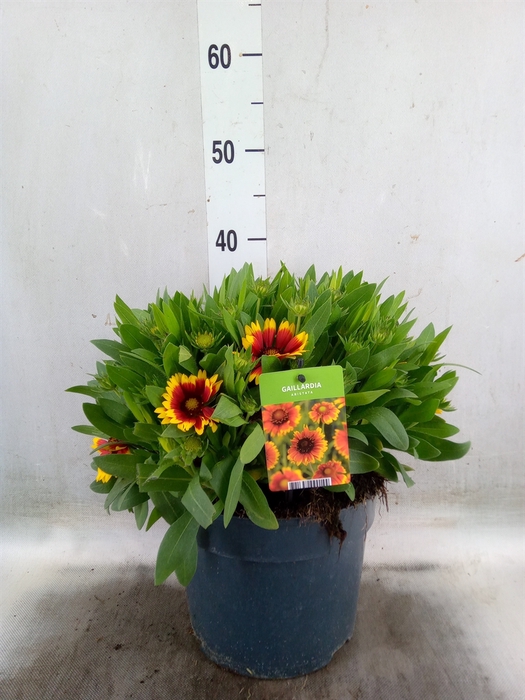 <h4>Gaillardia   ...</h4>