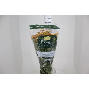 CRISANTEMO SANTINI LIONKING 080 CM