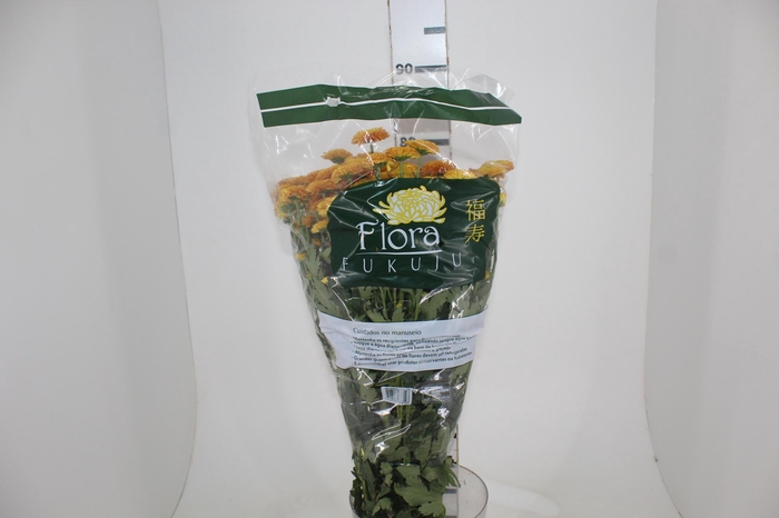 <h4>CRISANTEMO SANTINI LIONKING 080 CM</h4>