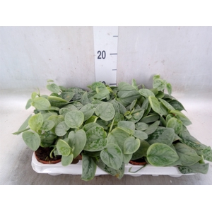 Scindapsus pictus 'Silvery Ann'