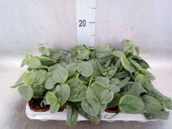 <h4>Scindapsus pictus 'Silvery Ann'</h4>