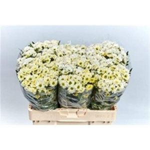 Chr San Rossi White