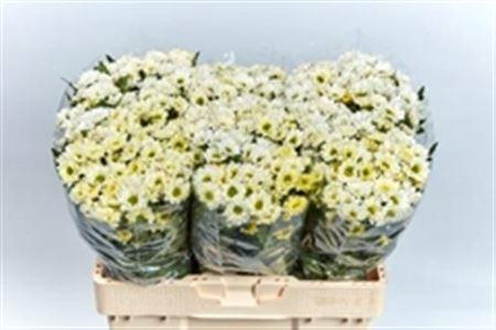 <h4>Chr San Rossi White</h4>