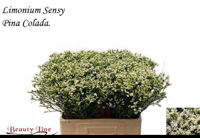 <h4>LIM SIN SEN P COLADA</h4>