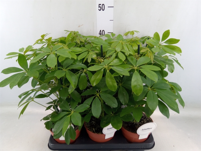 <h4>Schefflera arbor. 'Nora'</h4>