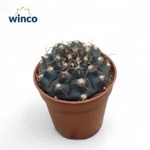 Gymnocalycium Azureum
