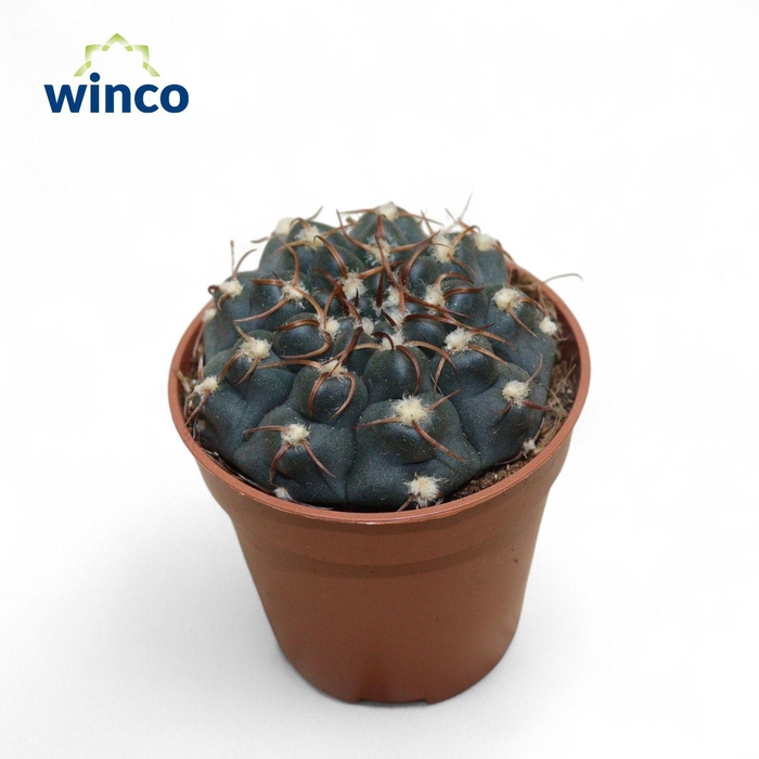 <h4>Gymnocalycium Azureum</h4>