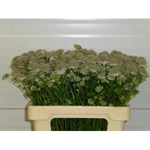ASTRANTIA PINK SENSATION