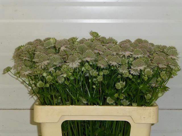<h4>ASTRANTIA PINK SENSATION</h4>