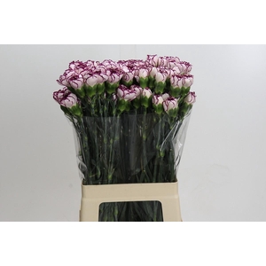 Dianthus St Purple Elf