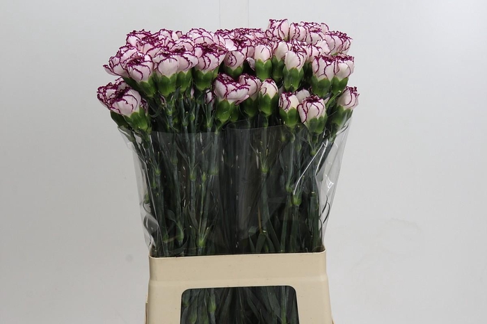<h4>Dianthus St Purple Elf</h4>