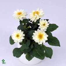DAHLIA DAHLSTAR WHIT