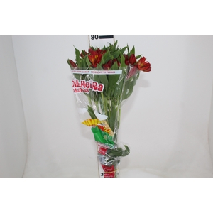 ALSTROEMERIA HOT PEPPER 080 CM