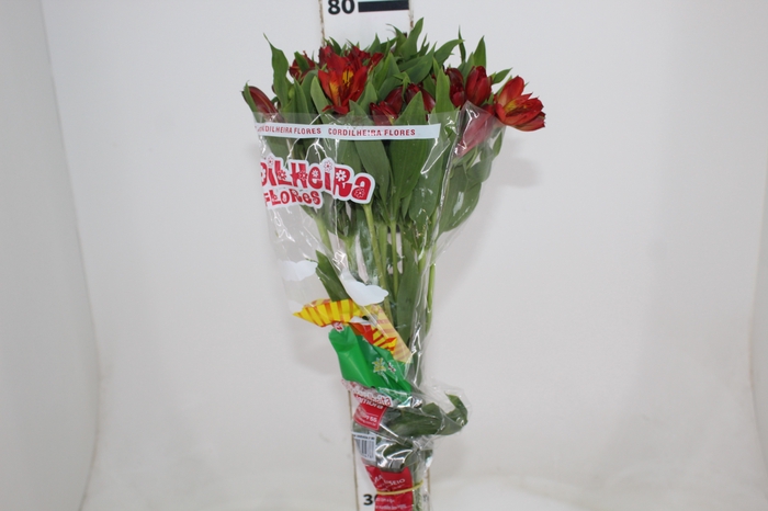 <h4>ALSTROEMERIA HOT PEPPER 080 CM</h4>