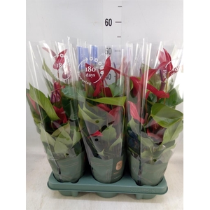 Anthurium  'Banderola Lava'