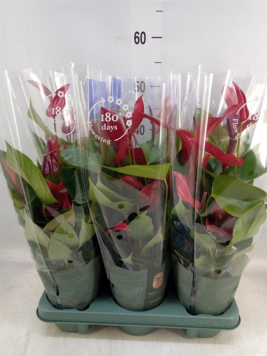 <h4>Anthurium 'Banderola Lava'</h4>