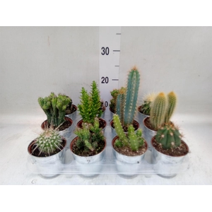 Cactus   ...mix