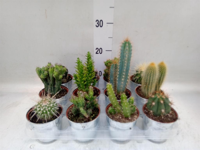 <h4>Cactus   ...mix</h4>