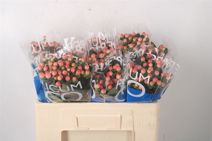 <h4>Hyp Coco Tiamo</h4>