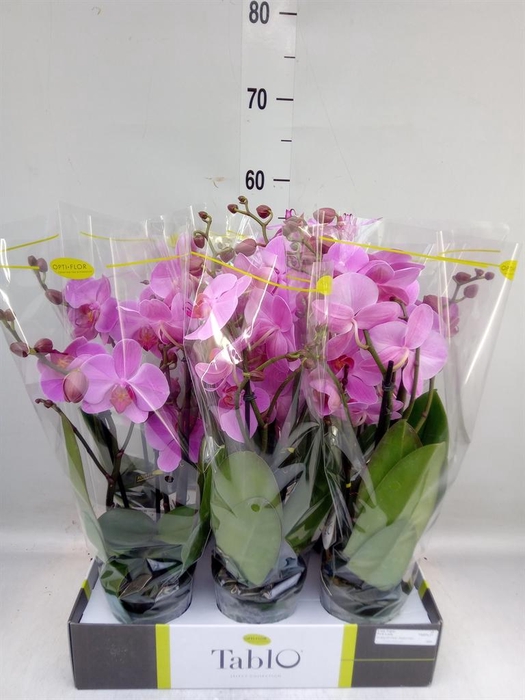 <h4>Phalaenopsis   ...rose</h4>
