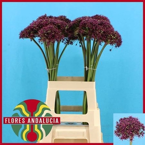 Allium Cherry