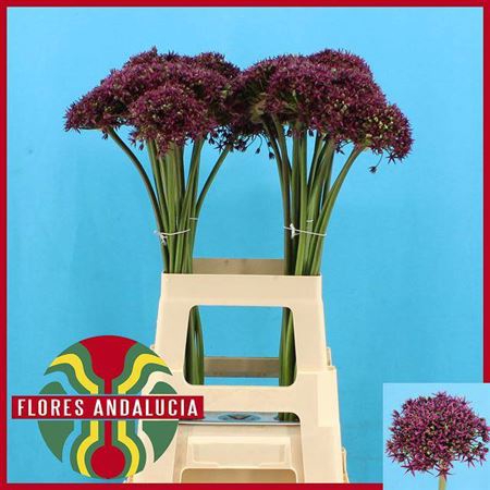 Allium Cherry
