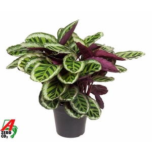 Calathea rosea-picta 'Angela'