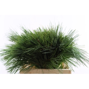 Pinus Strobus Keefer 40cm