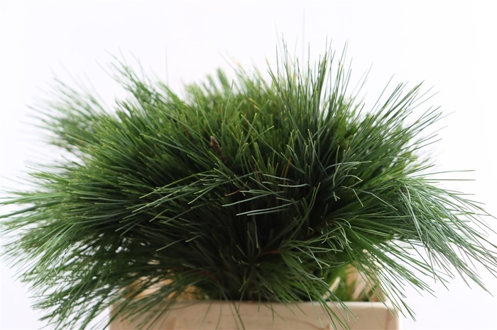 <h4>Pinus Strobus Keefer 40cm</h4>