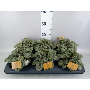 Peperomia albov. 'Mistique'