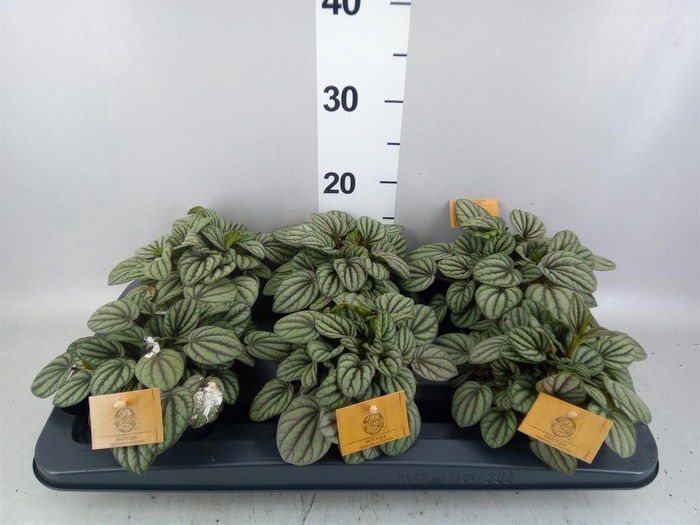 <h4>Peperomia albov. 'Mistique'</h4>