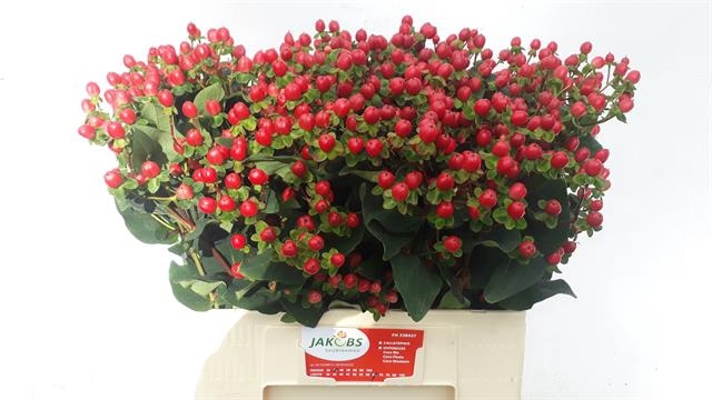 Hypericum Coco Fiesta