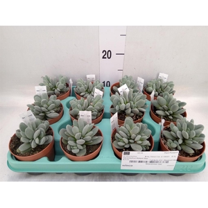 Adromischus cooperii