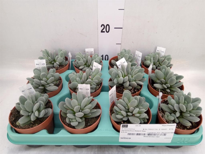 <h4>Adromischus cooperii</h4>