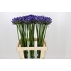 Agapanthus Uri