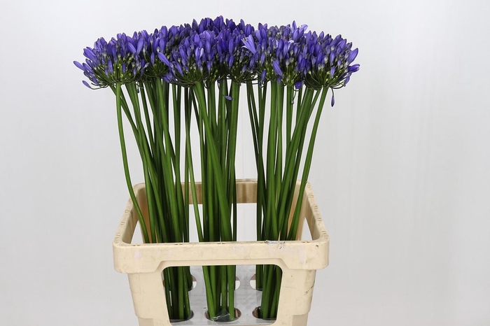 <h4>Agapanthus Uri</h4>