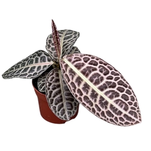 Labisia Turtle Back