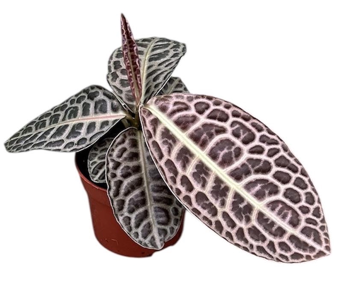 <h4>Labisia Turtle Back</h4>