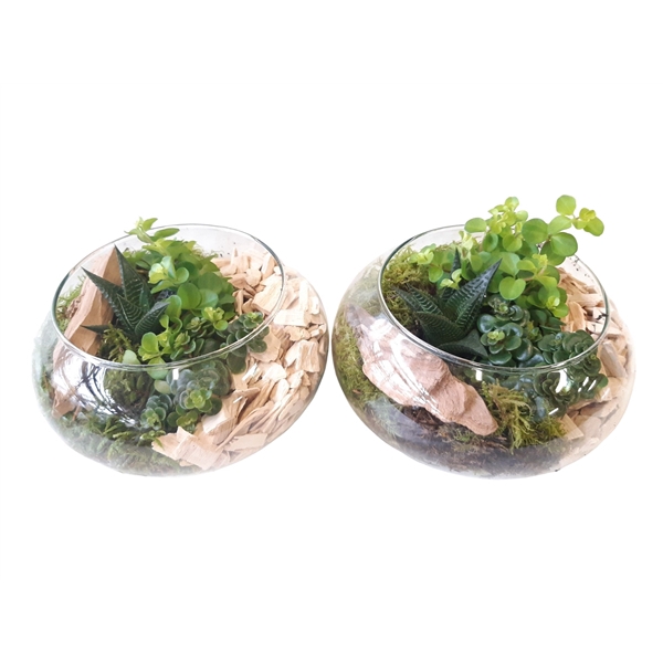 <h4>511 Floatschaal mini groenmix</h4>