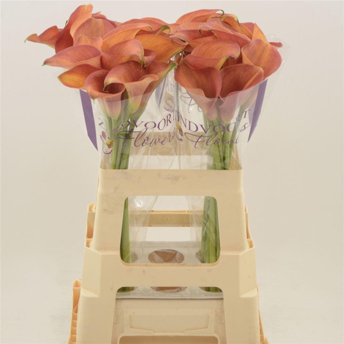 <h4>Calla Orange Pride</h4>