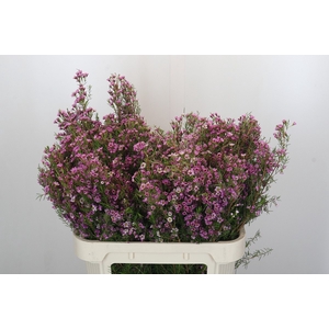 Chamelaucium Kerryn