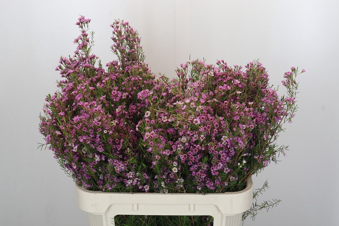 Chamelaucium Kerryn