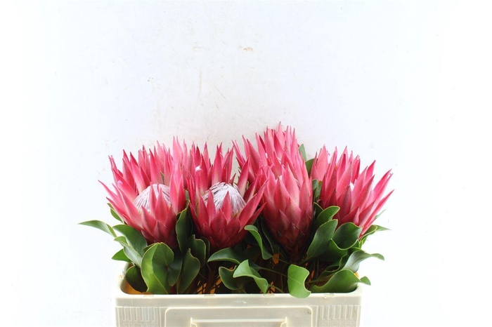 <h4>Protea Cy Madiba</h4>